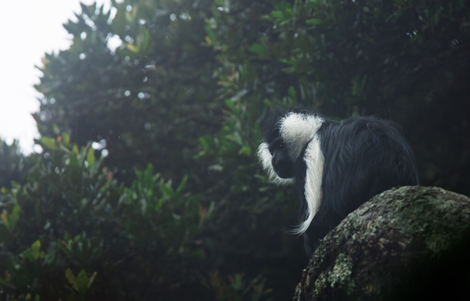 Colobus Monkey Tracking