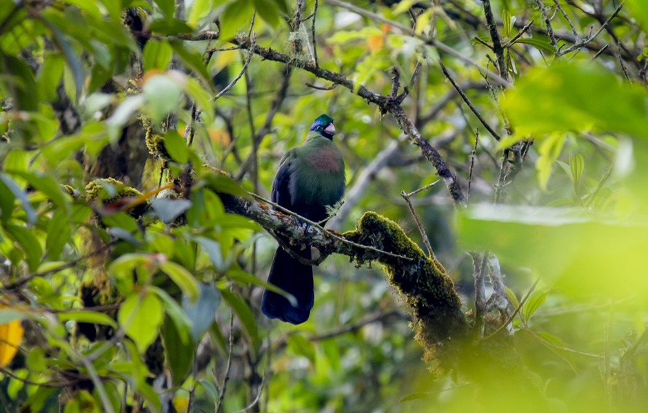 Nyungwe Birds