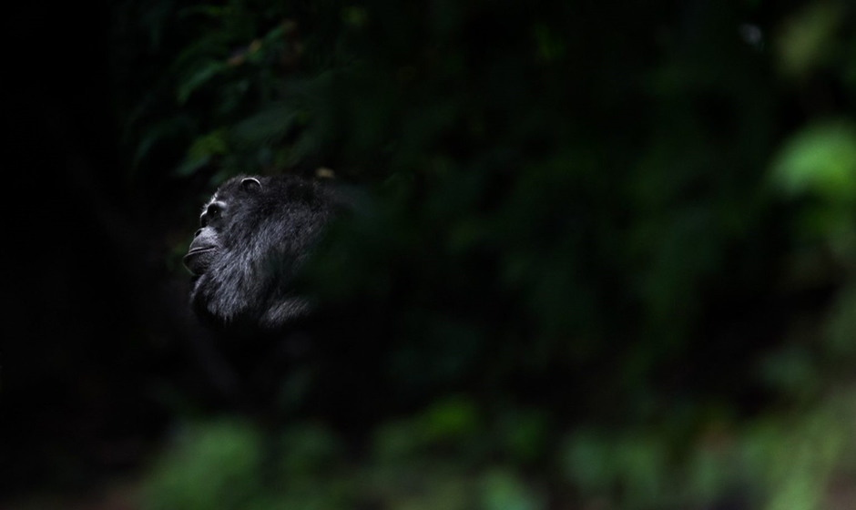 Nyungwe Chimpanzees